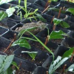 dsc00579_toad2