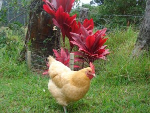 Lil Buff in front of my Red Ti plants