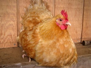 Lil Buff in a broody mood