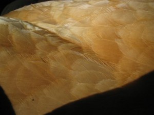 Buff Orpington hen plumage
