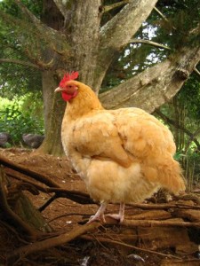 Lil Buff Orpington in chicken run Lil Buff (Nov. 2007, almost 2 yrs old)
