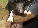 cute pig